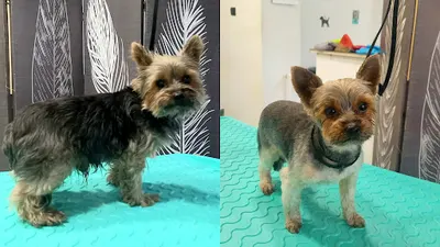 Salon Strzyżenia psów Tobi